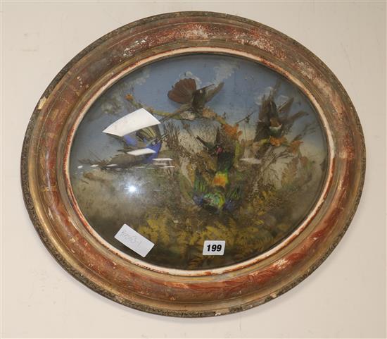 A Victorian display of taxidermic Birds of Paradise, in an oval frame length 53cm